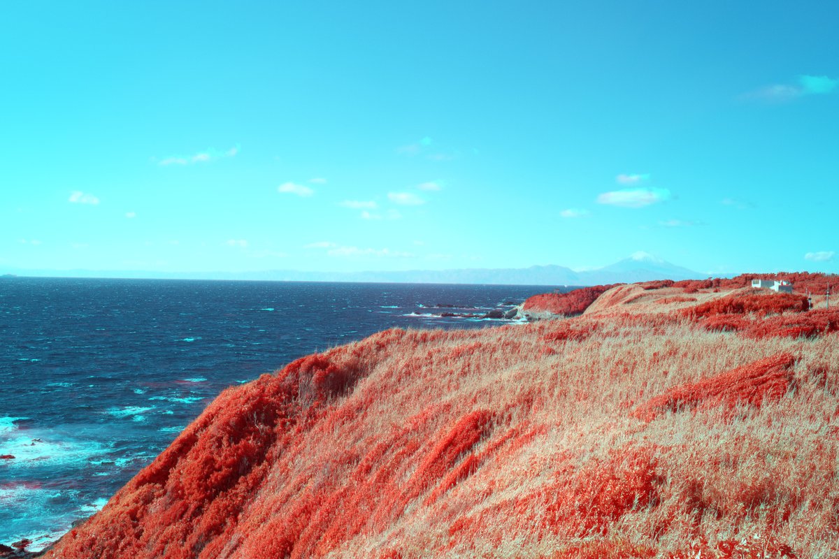 _xckb's tweet image. 先日から赤外線写真について色々と挑戦しているのだが、やっとかつてのKodak Ektachrome Infrared (EIR)味のある写真が作れてきたような気がする。760nm IR SCフィルターをつけた複数の赤外線写真と、通常撮影の写真の合成。#colorinfrared #infraredphotography