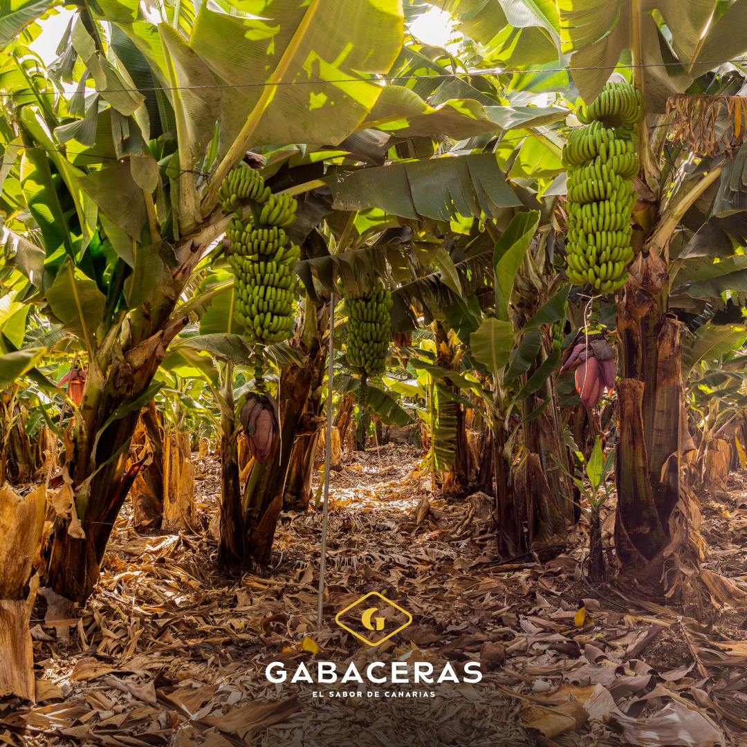 El auténtico #ElSaborDeCanarias crece en nuestras islas. 🍌 En las fincas de #Tenerife, #LaPalma y #ElHierro, el clima subtropical y el cuidado artesanal de nuestros agricultores dan vida al #PlátanoGabaceras.

#plátanoGabaceras #ParaCuidarteMejor #platano #canarias