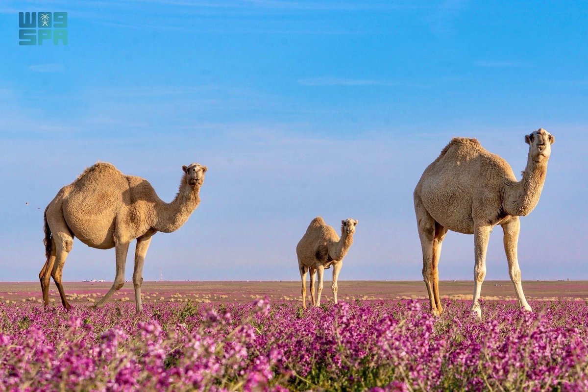 رئيس اللجنة الوطنية للإبل في اتحاد الغرف السعودية :

تقدر القيمة السوقية لقطاع الإبل في المملكة بـ 50 مليار ريال.

-