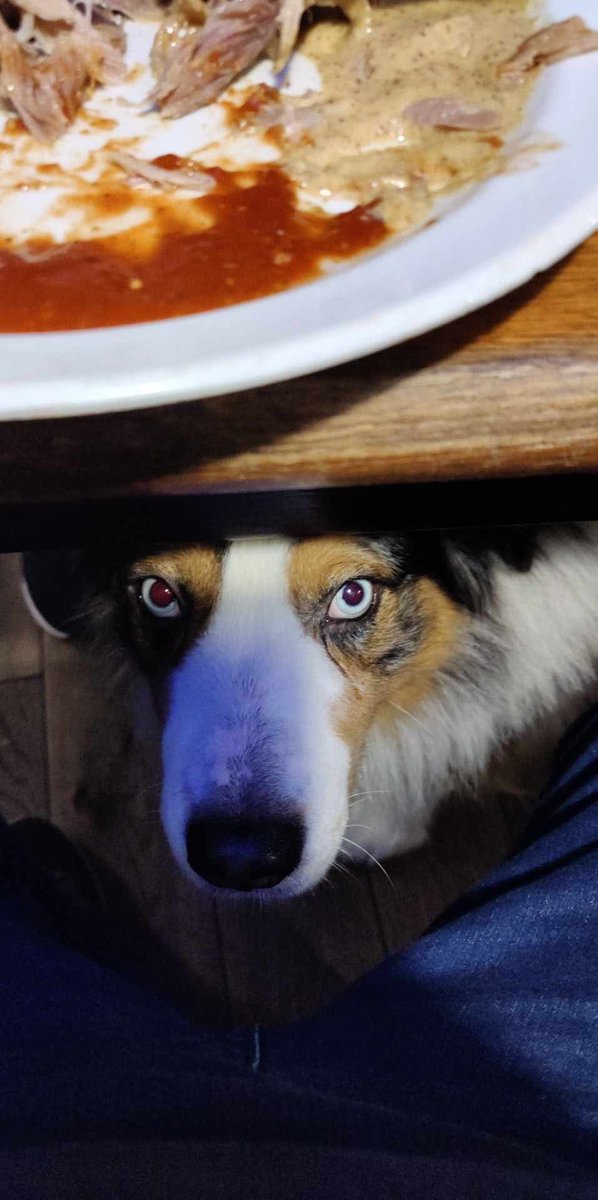 SpanielsSuper's tweet photo. HuSis @ECBohill & Tom @285tb have gone to Prague for the Christmas markets
But they’re cheating on us in a restaurant……. #FeedingStrangeDog #HowCouldThey
Unless? It’s a Christmas friend for us? #BringHimHome https://t.co/p0i6FjUD6v