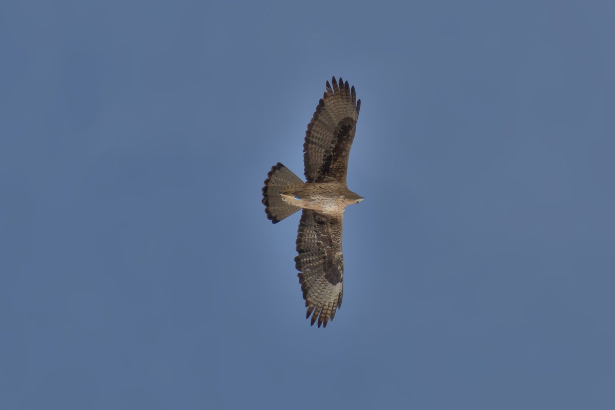 Victoskyct's tweet photo. El otro día pillamos a una pareja de águilas perdiceras sobrevolando nuestras cabezas @Jesy_y 📸🦅 https://t.co/72cmoYudSz