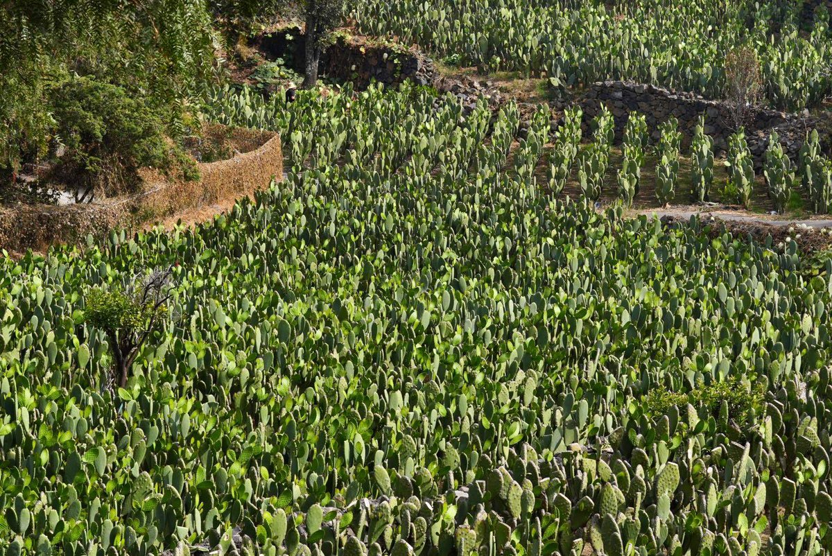 Jualicra's tweet photo. Gobiernos de territorio y no de escritorio.

Hicimos un recorrido por 5 ejidos de Milpa Alta.

Vamos a seguir coordinándonos con los propietarios originarios de la tierra por el bien común, por el suelo de conservación y por la producción agrícola sustentable.

Milpa Alta, tierra de gente buena, luchona y organizada, tierra del nopal, del maíz y de los bosques.