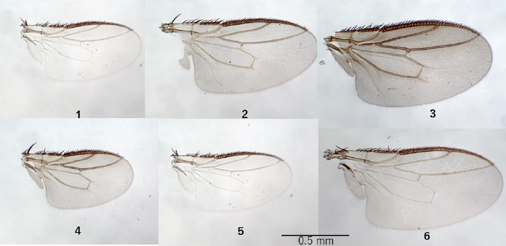 JpnJsystEnt's tweet image. HAYASHI, T.: Taxonomic Study on the Genus Spinilimosina Roháček, 1983 (Diptera: Sphaeroceridae) from the Oriental and Australasian Regions and Japan
JJSE 30(2): 338-345.
#diptera
zoobank.org/References/11F…