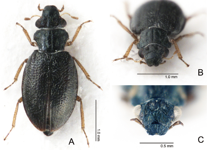 JpnJsystEnt's tweet image. HAYASHI, M., Y. IWATA and H. YOSHITOMI: Ochthebius lobatus Pu, 1958 from Japan (Coleoptera: Hydraenidae)
JJSE 30(2): 333-335.
#coleoptera
zoobank.org/References/3CB…