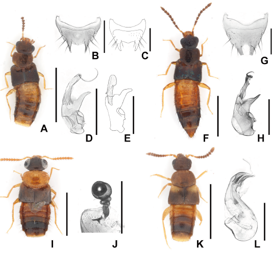 JpnJsystEnt's tweet image. HASHIZUME, T., S. HASIN, I. VORAPHAB  and M. MARUYAMA: Systematic Notes on the Tribe Homalotini Heer (Coleoptera: Staphylinidae: Aleocharinae) from Thailand, with New Records and New Synonymies
JJSE 30(2): 357-360.
#coleoptera
zoobank.org/References/028…