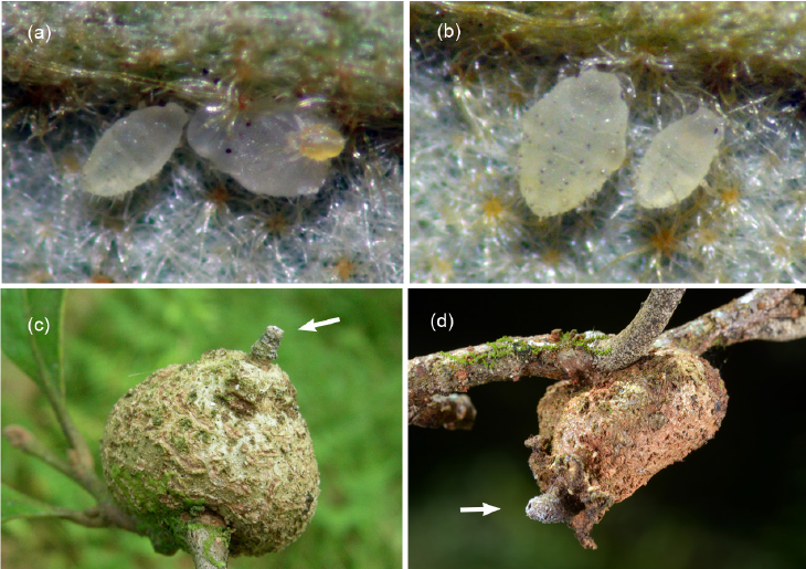 JpnJsystEnt's tweet image. AOKI, S., U. KUROSU, H.-T. YEH, K. UEMATSU, T. FUKATSU and M. KUTSUKAKE: Occurrence of Sexuparae in the Aphid Quernaphis tuberculata (Hemiptera) and Its Close Affinity with “Monzenia” minuta
JJSE 30(2): 346-356.
#hemiptera
zoobank.org/References/C53…