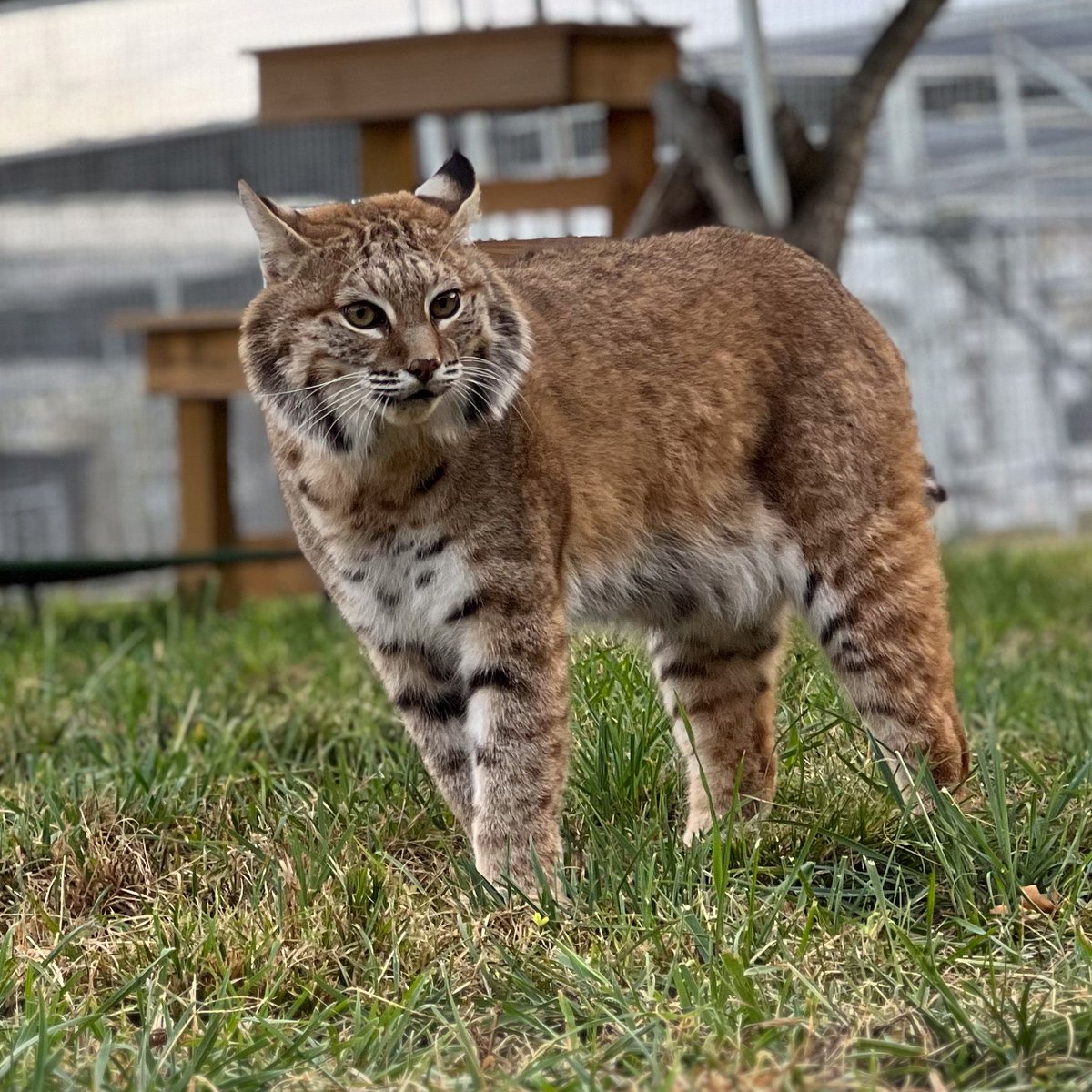 turpentinecreek's tweet photo. Happy Sunday from Dryden Bobcat

#TCWR #TurpentineCreek #GFAS #GlobalFederationAnimalSanctuaries #RescueToRefuge  #Sanctuary #BigCat #Cats #refuge #dryden #bobcat #wildcat #shycat https://t.co/CgqN0h5L7d