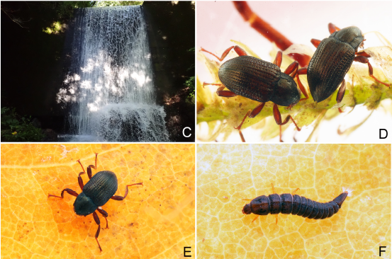JpnJsystEnt's tweet image. HAYASHI, M., Y. KAMITE and N. OGAWA: Revision of the genus Grouvellinus Champion (Coleoptera: Elmidae) from Japan, with descriptions of two new species
JJSE 30(2): 361-390.
#coleoptera
zoobank.org/References/AFC…