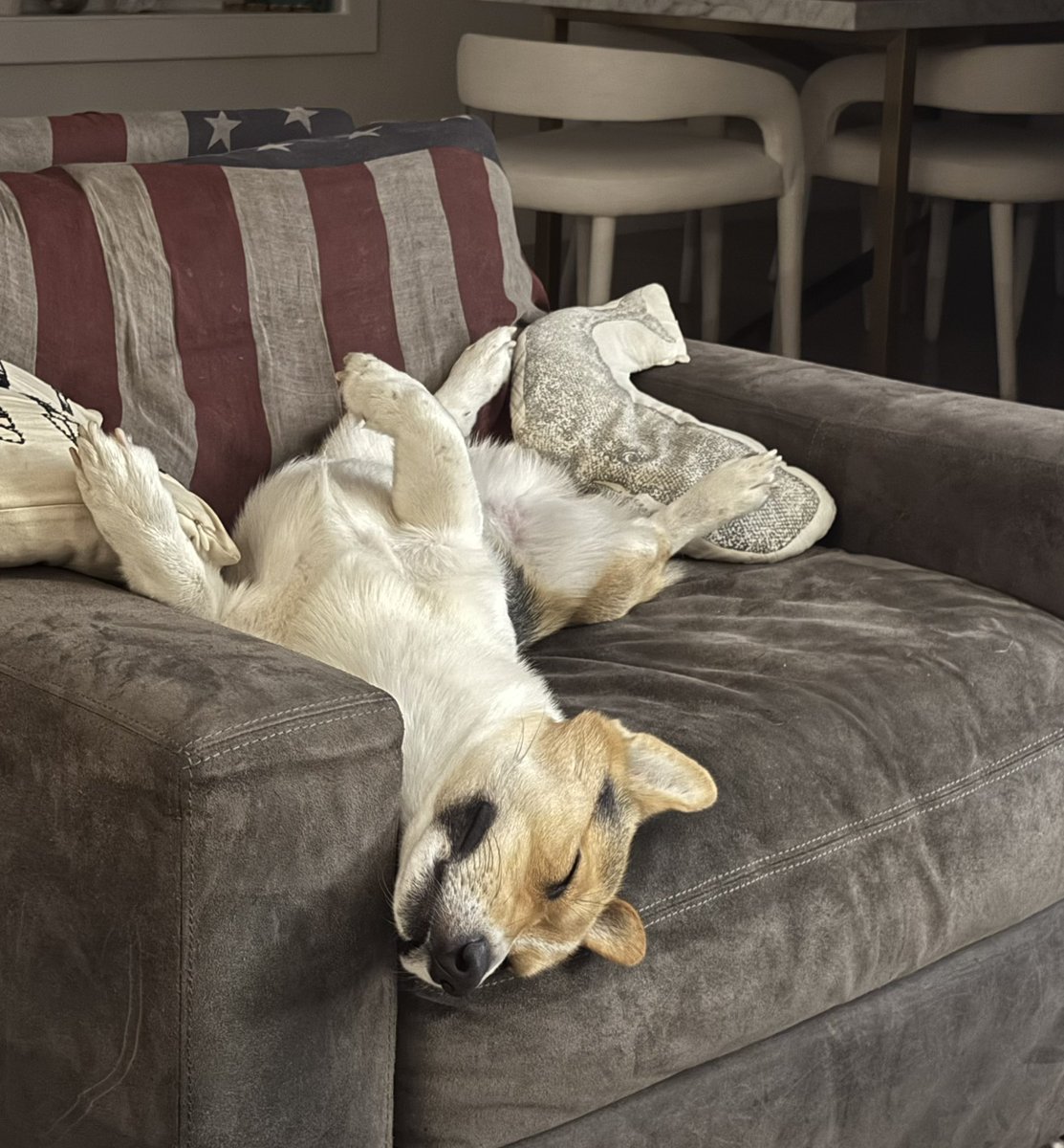 SabrinaNova1's tweet image. One dirty snoot!! ❤️#corgi #theodorecorgivelt #snoot #dog #love