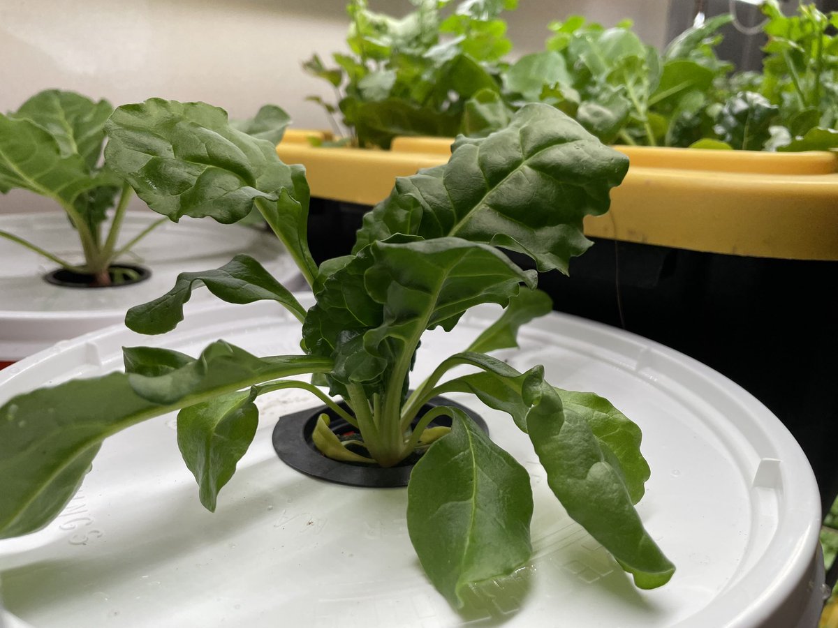 Exploring the joy of hydroponically grown plants this weekend!