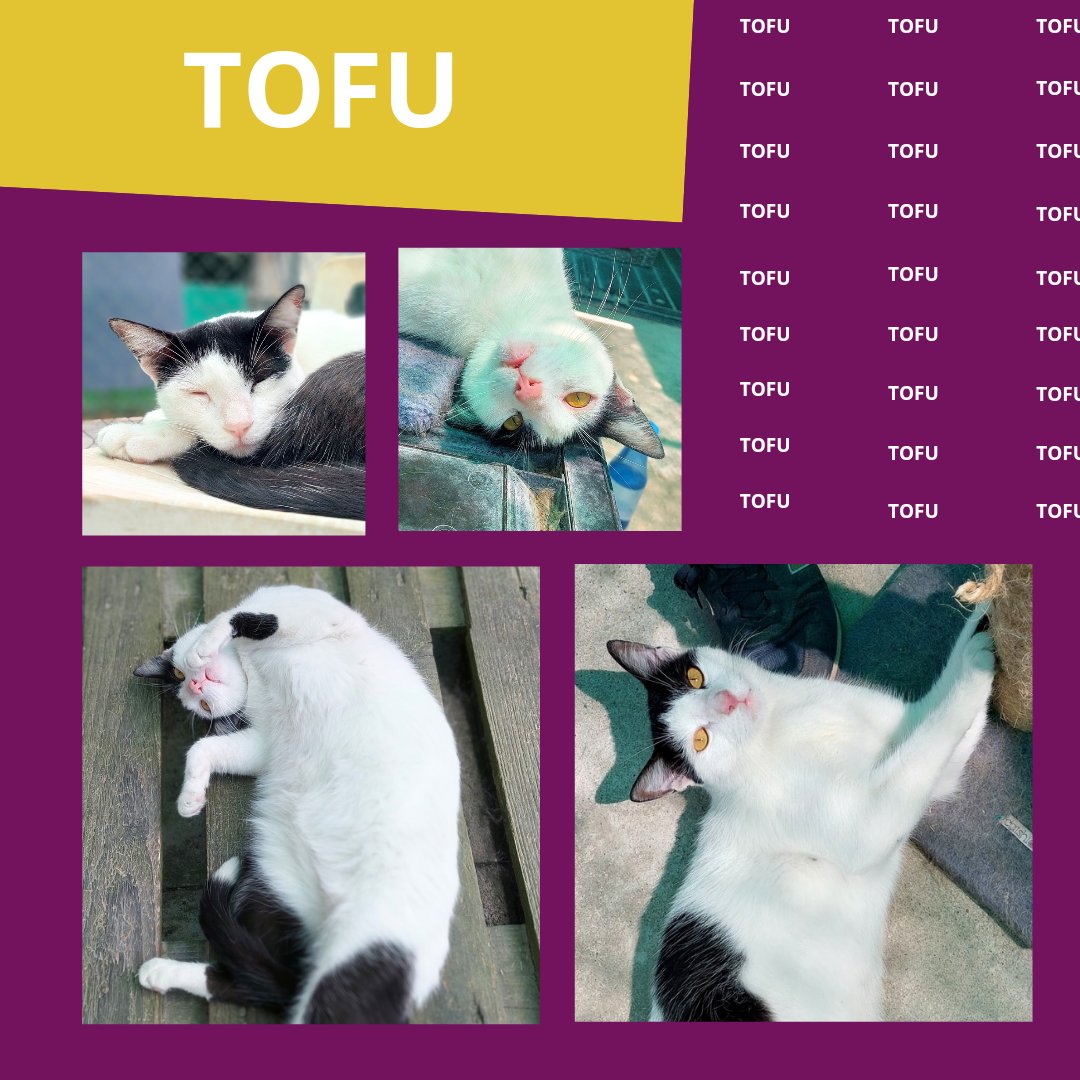 TOFU (2021/2022) el gato que llegó a nuestro refugio y nos robó el corazón con su dulzura y cariño inigualable !Adopta a Tofu y descubre la magia de tener un amigo peludo en tu vida! 🐾❤️ 

adopciones@defensafelina.org
apadrina@defensafelina.org

teaming.net/asociaciondefe…