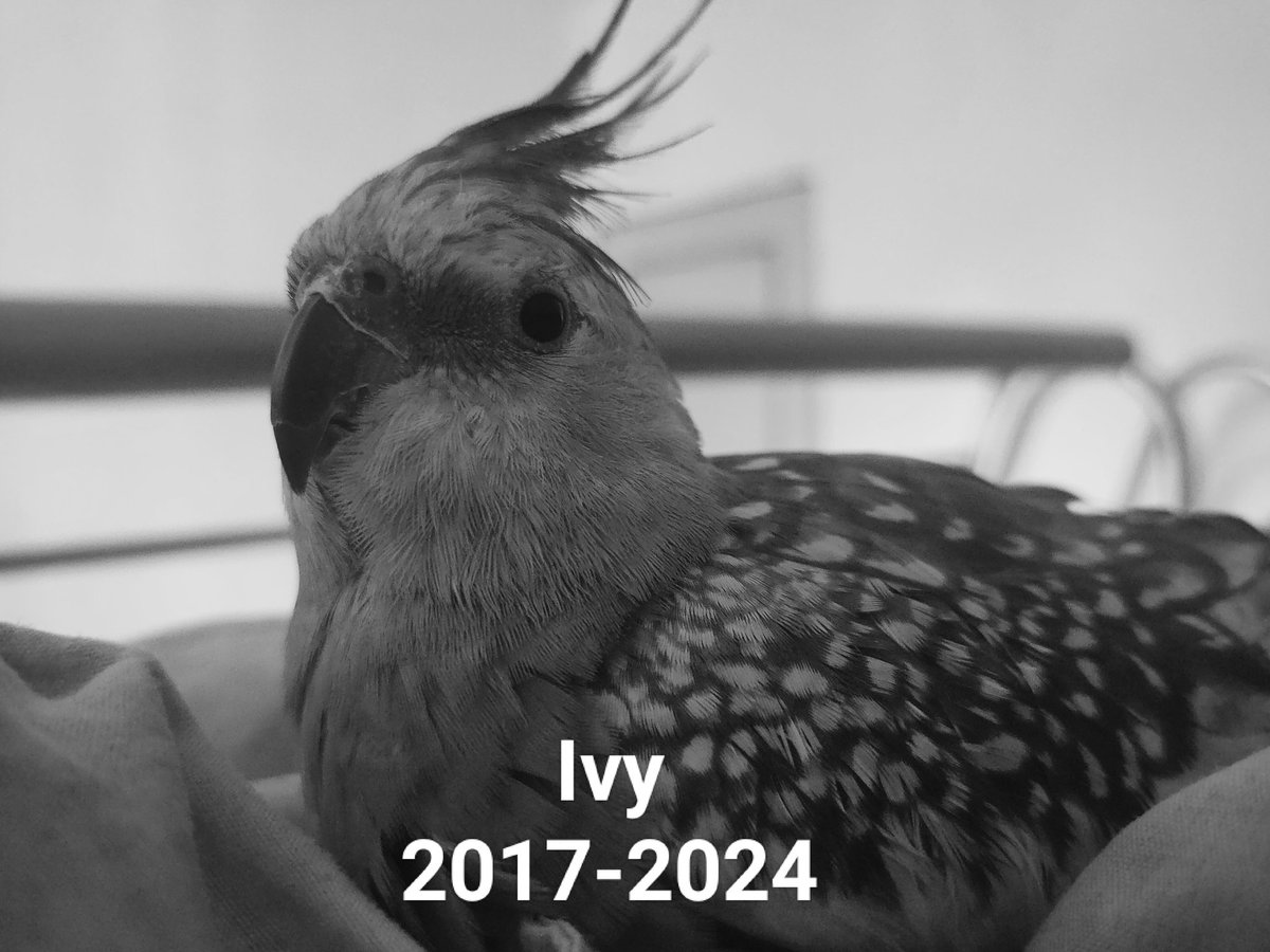 ✨Kiwillius✨ tweet media