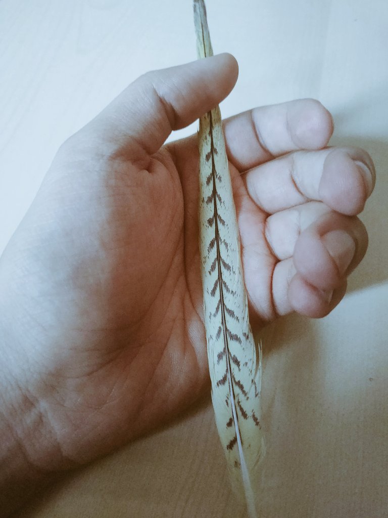 ✨Kiwillius✨ tweet media