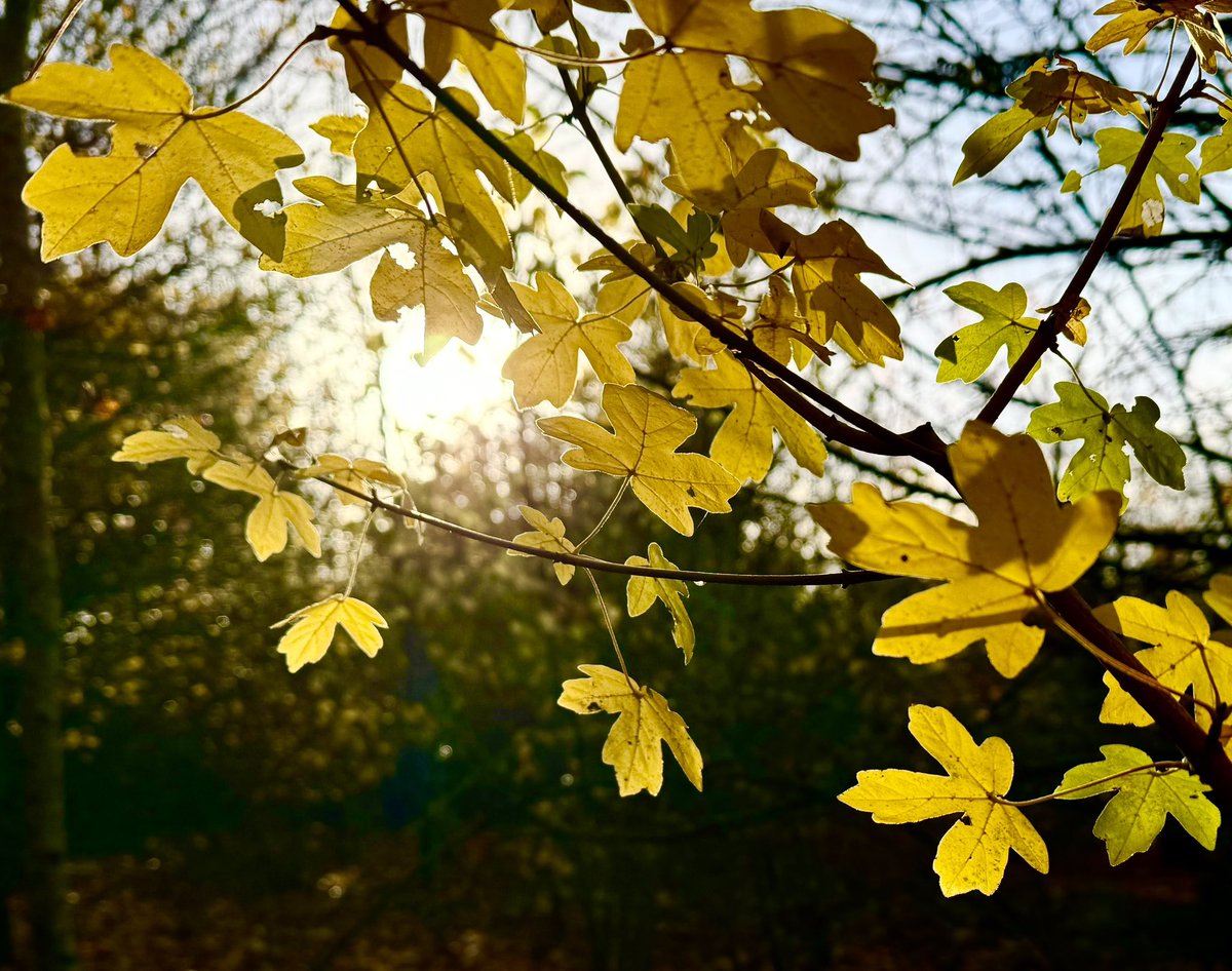 If you have a friend who’s been a bit quiet via text/there’s signs they’re feeling low, maybe check in on them. If they’re struggling with depression (often worsened by🌲) showing them they’re important to you can make a real difference to their thoughts-it can help them hold on.