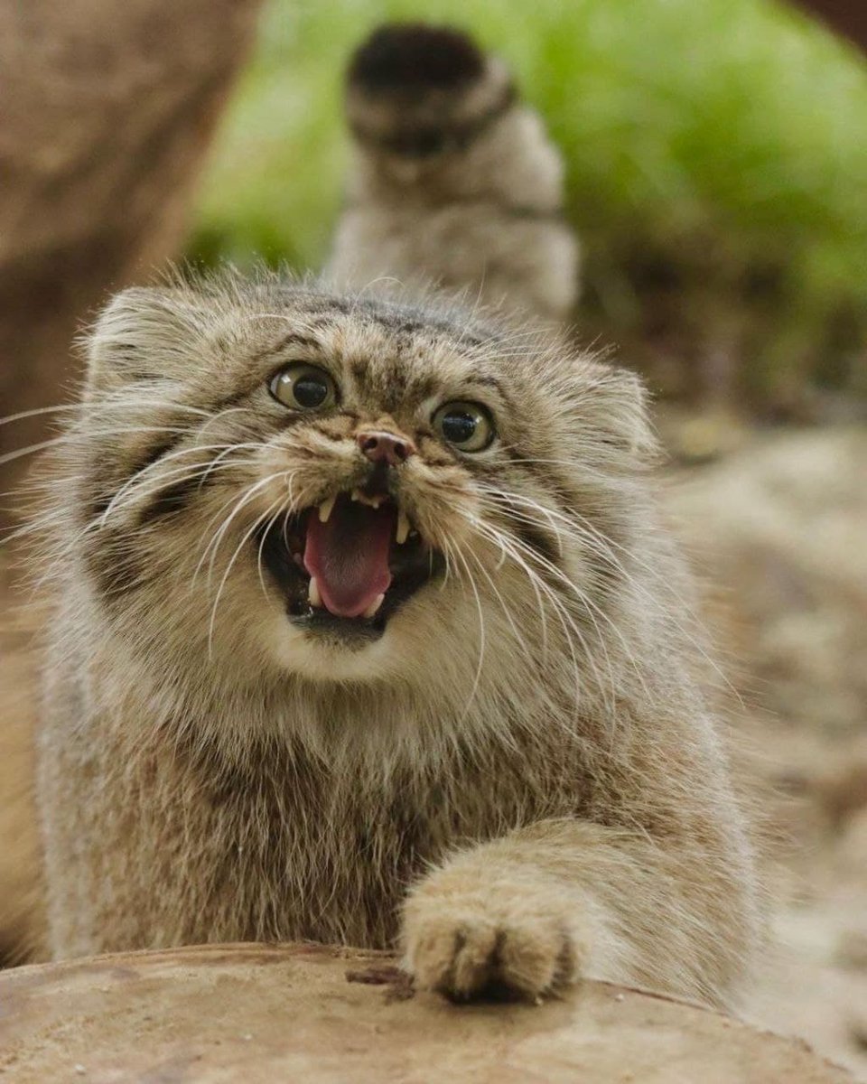 DailyManul's tweet photo. https://t.co/OPWwL1HPjj