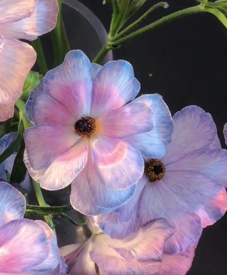 heart_jpg's tweet photo. so pretty https://t.co/NsKIumZGbw