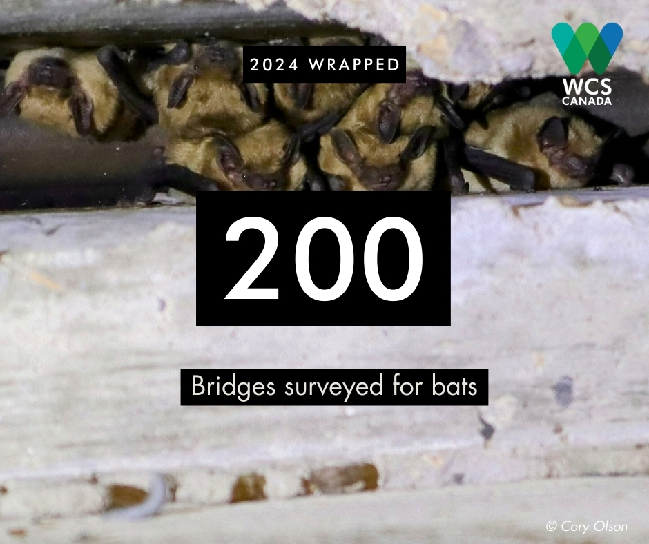 Did you know thousands of bridges across western Canada are used by bats? 🦇 

We've been examining how bats use these structures and sampling at these sites to monitor and better understand these populations <a href="/albertabats/">Alberta Bats</a> #CountdownTo2025