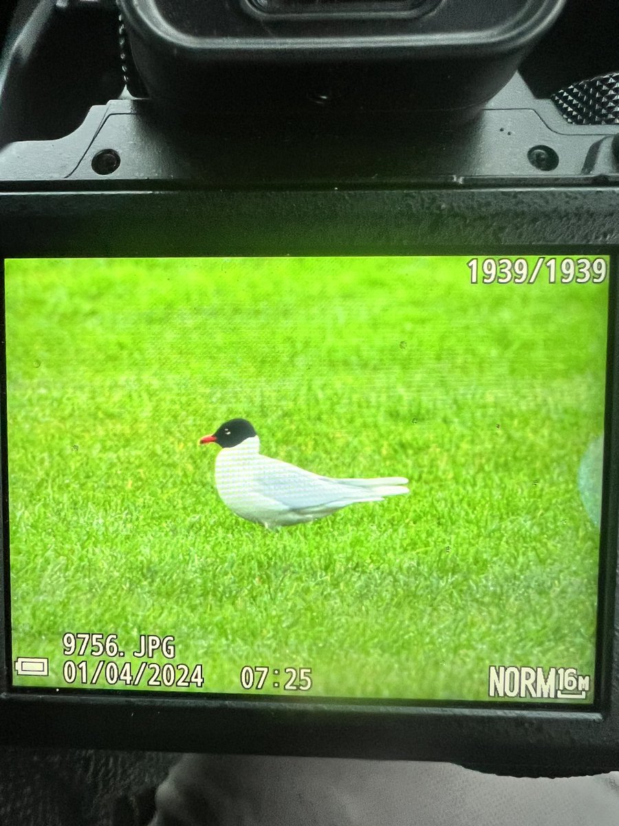 Ended the year with 120 for Middlesbrough, falling a few short of previous best. Five boro lifers thrown in to the mix as well, which was positive. <a href="/teesbirds1/">teesbirds</a>