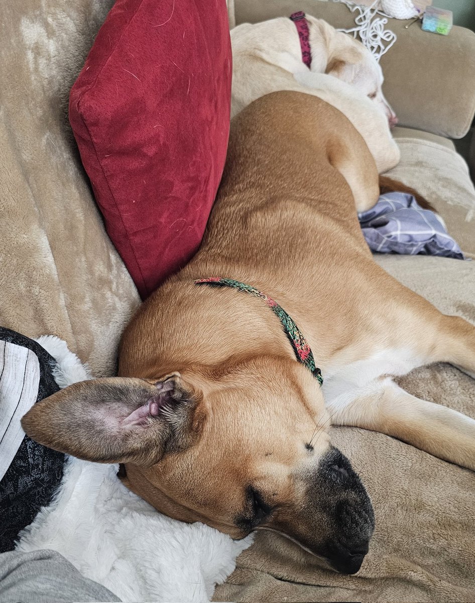 drnik46's tweet image. Catching up on the sleep they missed yesterday. #DailyRio #RubyRoo