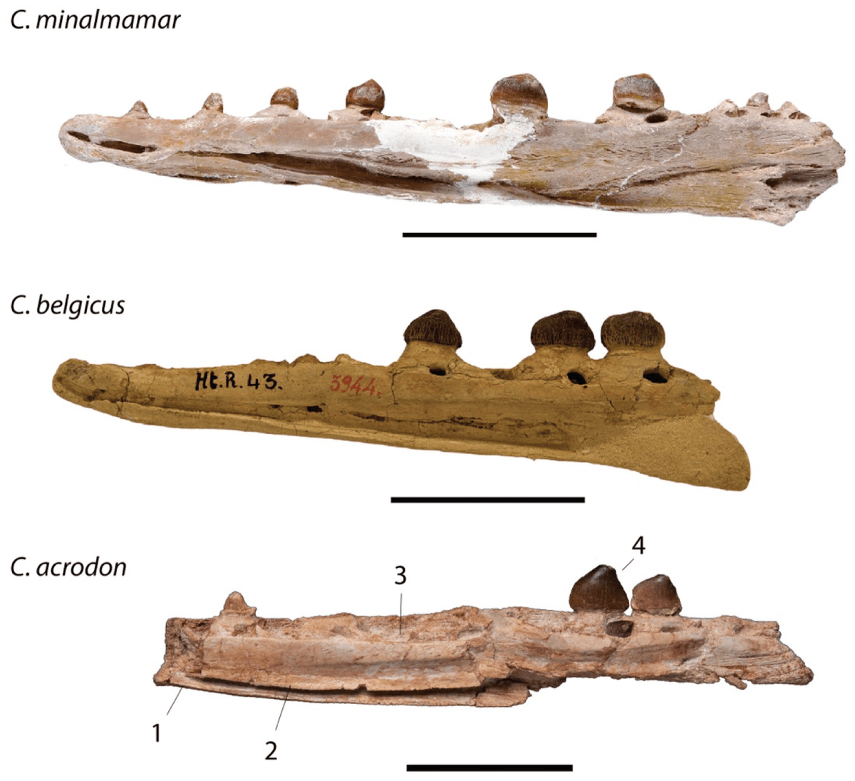 A New Species of the Durophagous Mosasaurid Carinodens from the Late Maastrichtian Phosphates of Morocco and Implications for Maastrichtian Mosasaurid Diversity
Everyone lets take this data with caution.
Link: mdpi.com/1424-2818/17/1…
#dinosaurs #moroccan #Science #FossilSunday
