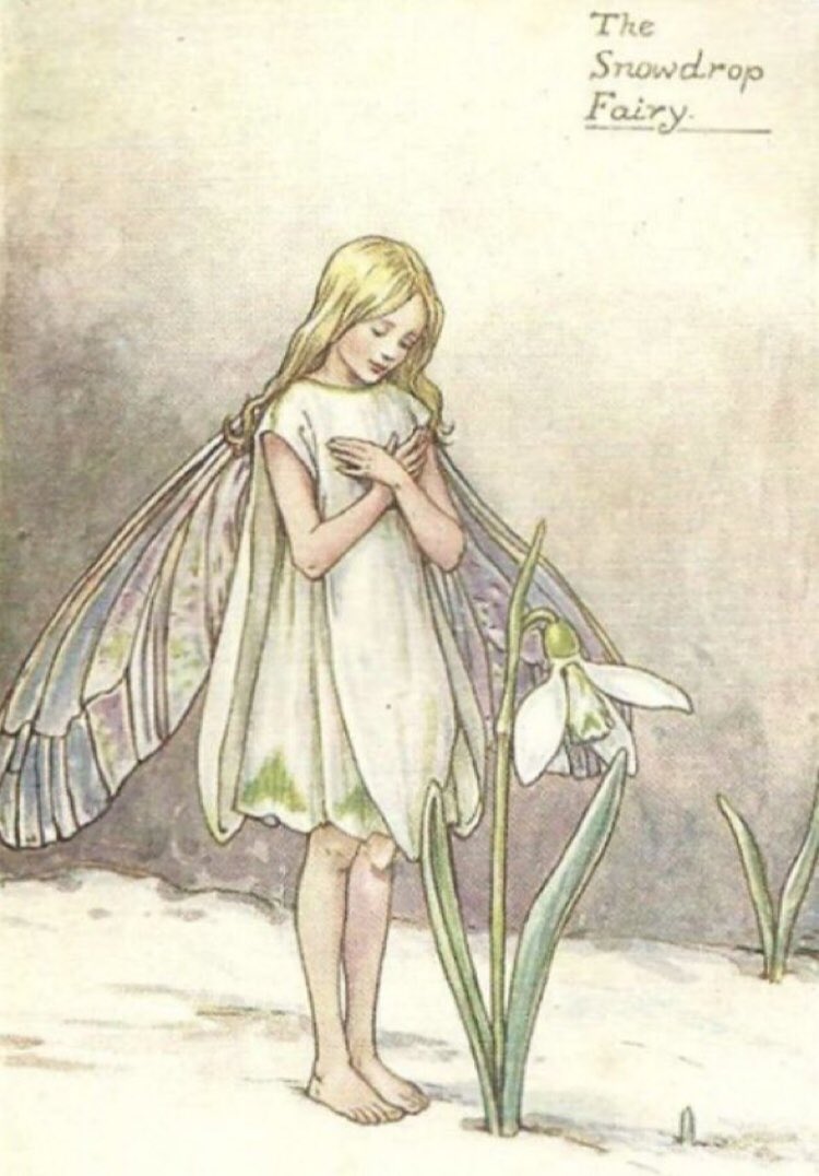 frome_maude's tweet photo. The Snowdrop blooms through the frozen earth from early January until the end of February. The #snowdrop is a symbol of rebirth, renewal &amp; hope, as its arrival in cold weather means other flowers will soon follow. #FolkloreSunday #FairyTaleTuesday #NewMoon in Capricorn is coming https://t.co/8UghcmEIgT
