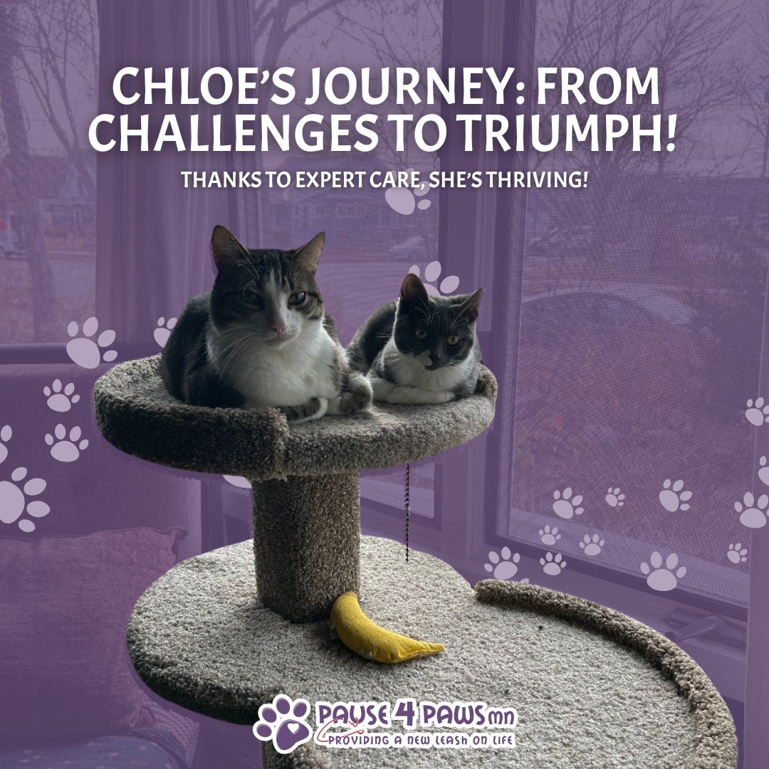 Pause4PawsMN's tweet photo. Meet Chloe, the little kitten with a big story! 💕 

Born without an anus, Chloe faced incredible challenges from the start. But thanks to the expertise and compassion of Dr. Kalamaras at Blue Pearl, she underwent a life-changing surgery and is now thriving like a superstar!

... https://t.co/GNsqoyFfUe