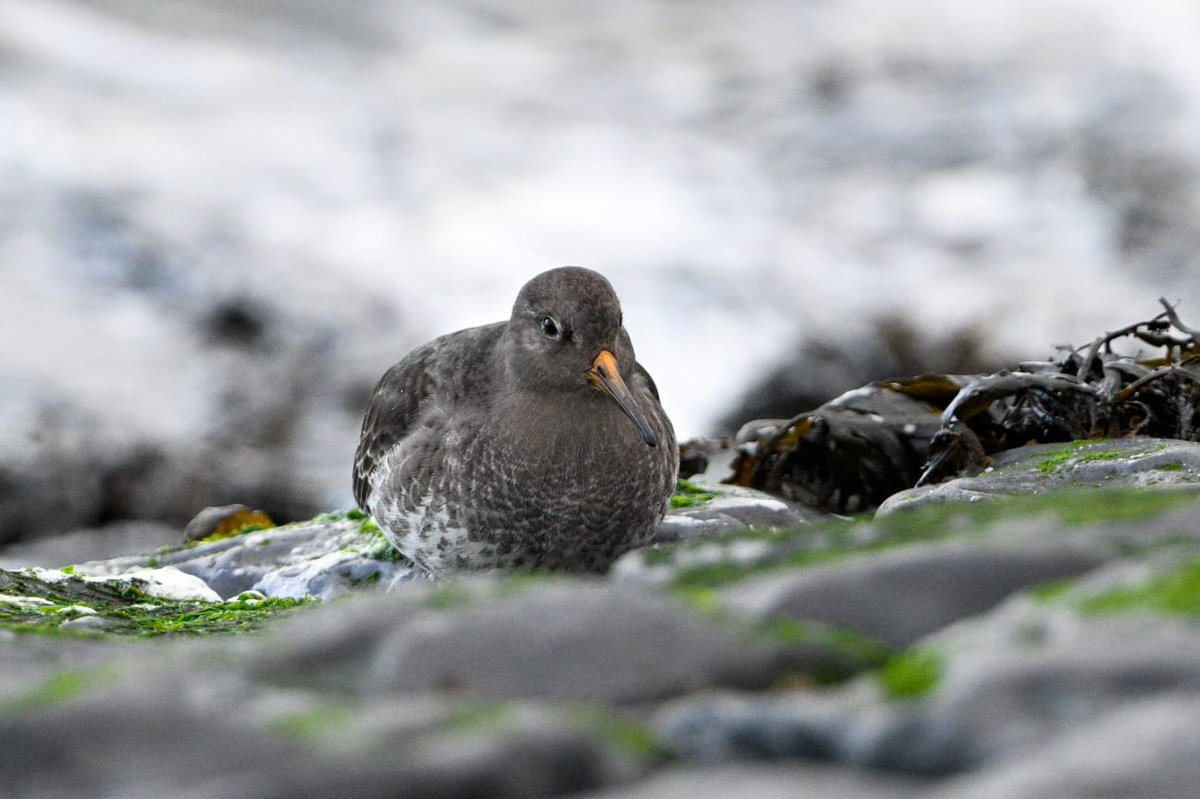 Great day's birding in Noord-Holland province. With species like Ring-necked duck, Long-tailed duck, White bellied and  Black brant and Purple sandpiper
📷 Paul van Veen
 #birding #vogelskijken <a href="/vogelnieuws/">Vogelbescherming NL</a>
