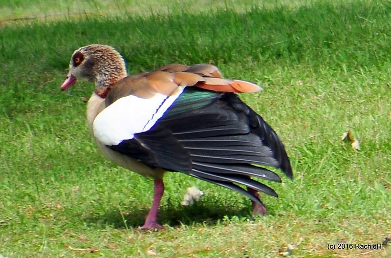 rachidH's tweet photo. #Goose #EgyptianGoose #Alopochen #Aaegyptiacus #Ouette #OuetteD_Egypte #PainshillPark #Surrey #London #England #UK #Ornithology
Rachid H shared a photo with you from the Flickr app! Check it out:
https://t.co/LpAwmLbX7Z https://t.co/iGQZjRi50q