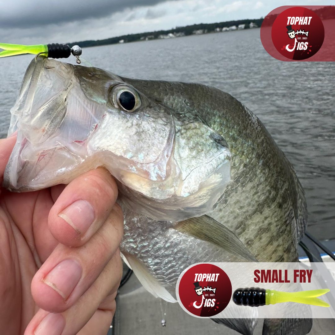 CrappieNow's tweet photo. Check out this monster slab caught with the TOPHAT Jigs Small Fry in Lightning Bug! 💥 These jigs are turning heads and reeling in the big ones, they’re a must-have for serious crappie anglers. Huge thanks to The Crappie Connection for the photo! 
https://t.co/4AvjH8qZpA https://t.co/vBmiEZ58wO