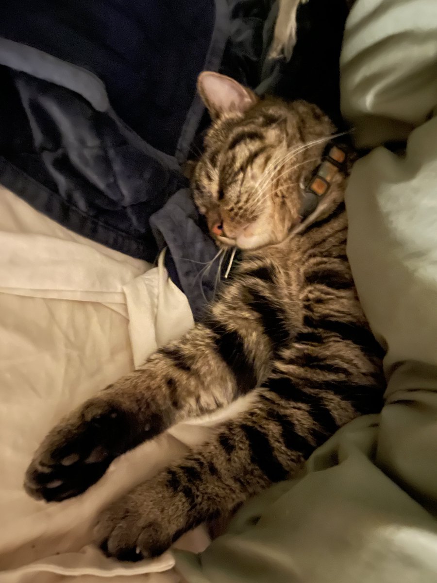 mrh2197's tweet photo. 🖤🐾 #LazySunday #SnuggledUp🐾🖤 https://t.co/sUjHk213RN