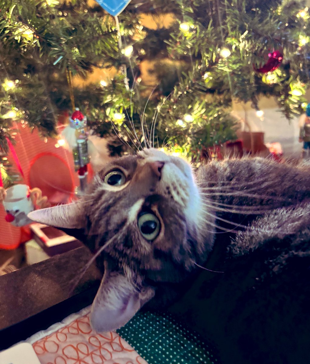 Lounging by my lovely tree🎄Have a happy Sunday everyone 😽💕