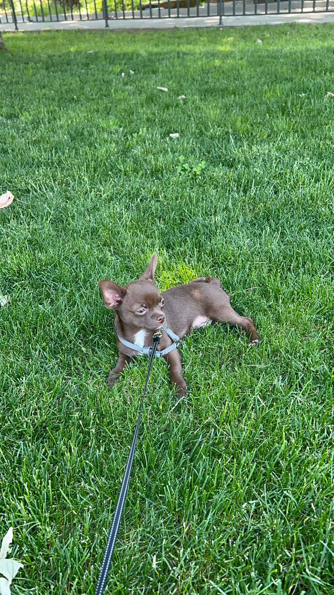 muafamily1313 my best puppy like mint