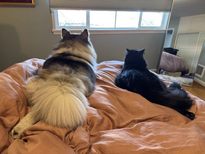 3 pic. All of my pets are on my bed. I cannot and must not move https://t.co/2J73Rut9ry