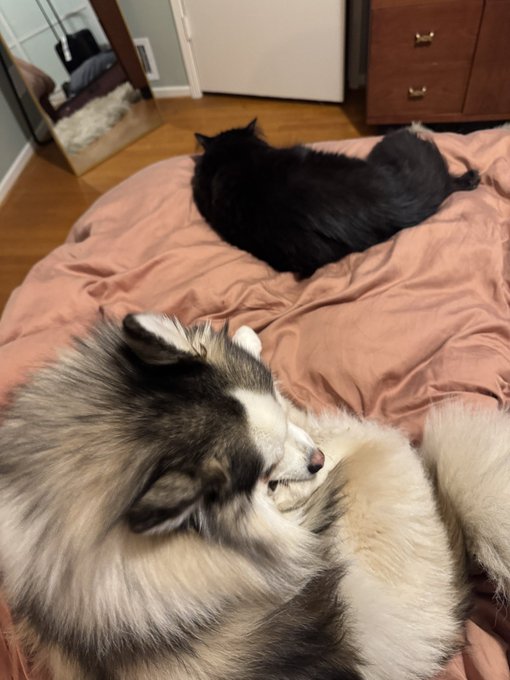 4 pic. All of my pets are on my bed. I cannot and must not move https://t.co/2J73Rut9ry