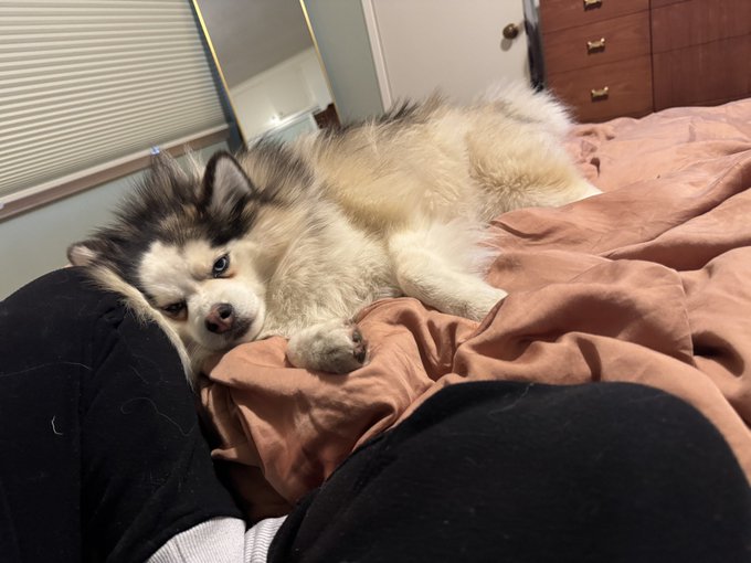 1 pic. All of my pets are on my bed. I cannot and must not move https://t.co/2J73Rut9ry