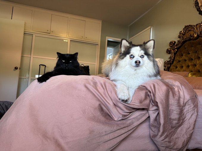 2 pic. All of my pets are on my bed. I cannot and must not move https://t.co/2J73Rut9ry