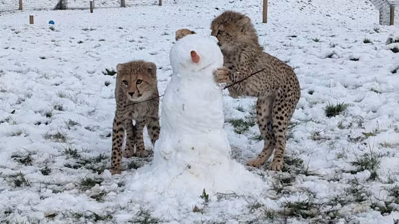 Gorgeous, 6 month old, little/big cats playing in the snow at Yorkshire Wildlife Park😍