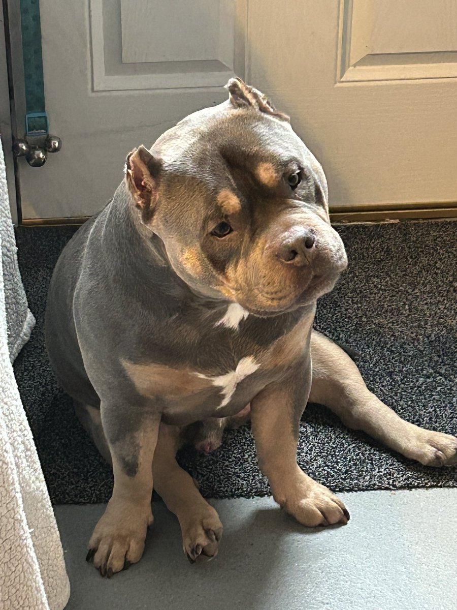 Bluestone tweet media