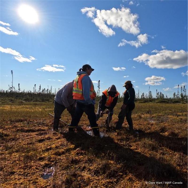 #Réussites2024 : La saison inaugurale de notre Fonds de soutien aux APCA a accordé 500 000 $ pour soutenir sept initiatives d’aires protégées et de conservation autochtones (APCA) à travers le pays. ✨