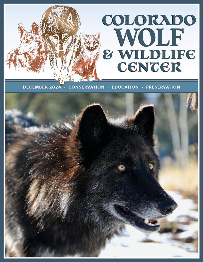 SamanthasLaw's tweet image. #CWWC 🐺 
wolfeducation.org