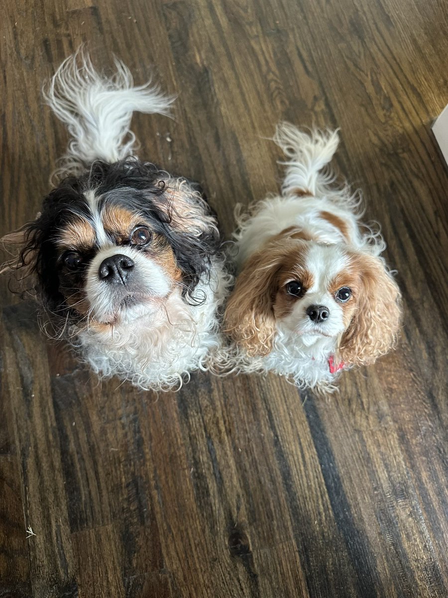 StargazerPlaid's tweet photo. @elonmusk Lord Byron and Lady Peggy say hi! https://t.co/fYNZQwKONL