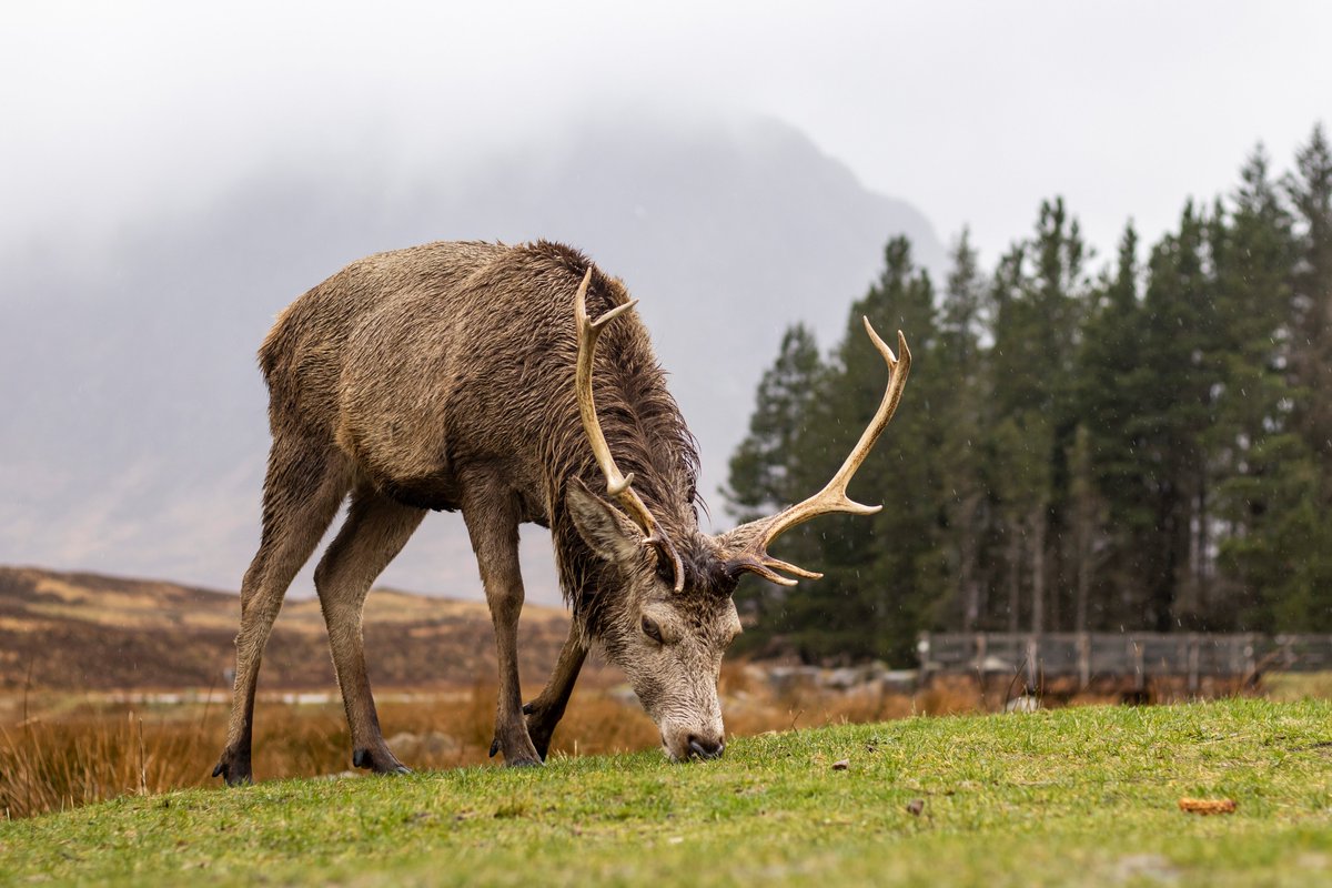 Steven Neish tweet media