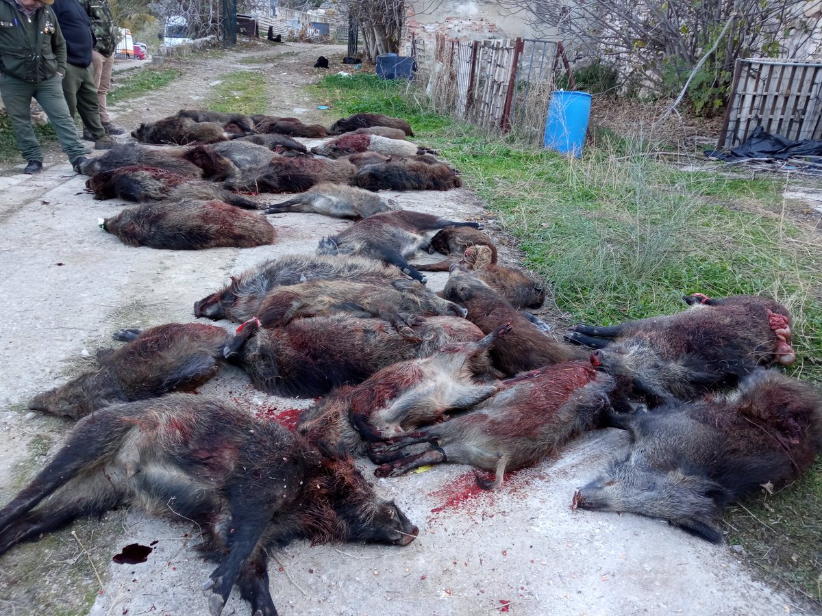 🐗 Mañana de montería hoy en HSC, donde se ha monteado el paraje de las Alcandoras. Un gran día de caza y hermandad, en el que han sido abatidos unos 45 jabalíes. Agradecer la gran labor realizada por los rehaleros y sus perros. 🐕
#otiñar #haciendasantacristina #jaen #cazamayor