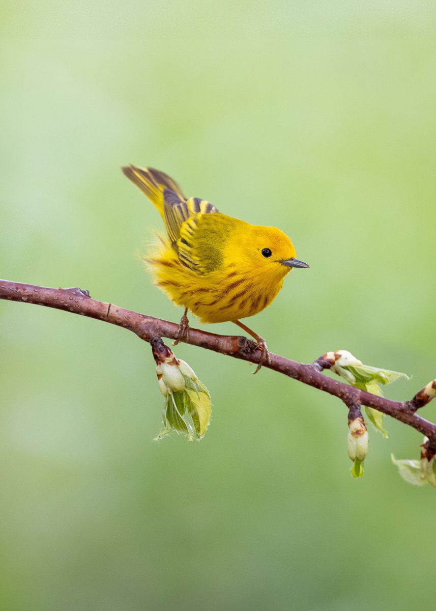 At the Leonabelle Turnbull Birding Center in Port Aransas, TX, a male yellow warbler perches briefly, his vivid plumage a fleeting burst of gold against the green. A quiet moment with one of nature’s most delicate wonders.