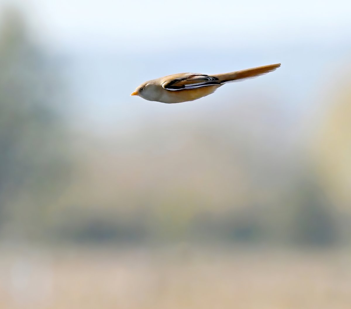 Carl Bovis tweet media