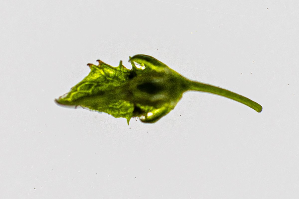 Eighteen botanists joined the Lincs Flora Group #NewYearPlantHunt in Sleaford finding 48 flowering species.

Highlights were Shaggy Soldier at the station, Rumex x dufftii by the River Slea and some early flowering Grey Willow. 

Thanks to all for such a fun day!

#wildflowerhour