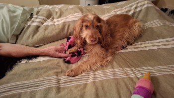 millypod1's tweet photo. 🆘29 DEC 2024 #Lost COCO #ScanMe #Tagged
Beige /Blonde Mixed Cocker Spaniel Female
Oaks Park Carshalton Beeches #Surrey #SM7
https://t.co/jf7fqaUgqW https://t.co/yJ1uS50Jmr