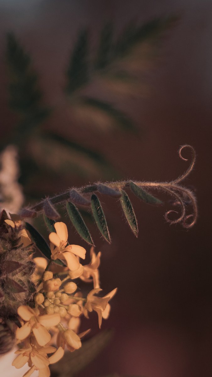 SSirochuk's tweet photo. Elegance in nature: delicate curves and soft blossoms, a perfect harmony of details. 🌿✨ #NaturePhotography #FineArtNature #BotanicalBeauty #CloseUp #MacroMagic #InspirationInNature https://t.co/IhfeZrG5Tj