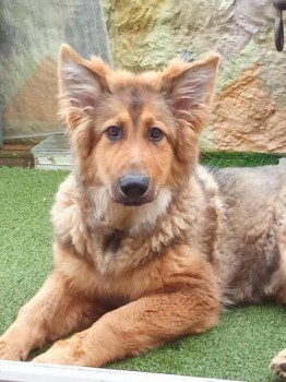 millypod1's tweet photo. 🆘29 DEC 2024 #Lost PECCO #ScanMe
YOUNG Brown/Black German Shepherd Female
#Ilfracombe #NorthDevon #Devon #EX34 https://t.co/y6frLputJ8 https://t.co/EummCcgEMG