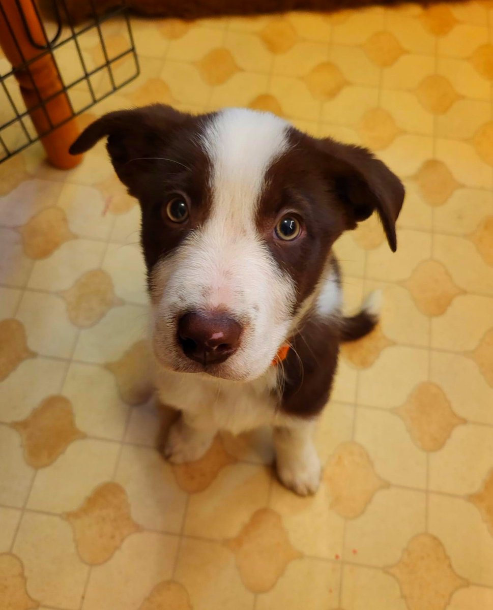 lawts_'s tweet photo. Hey Twitter pals- meet Penda 💞 https://t.co/GCBtCCqPPG